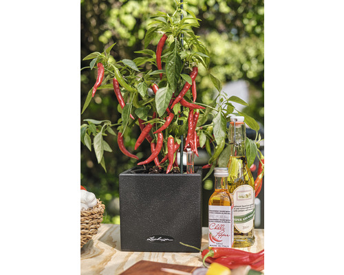 Pied de piment dans un pot foncé avec des bouteilles d''huile de piment sur une table