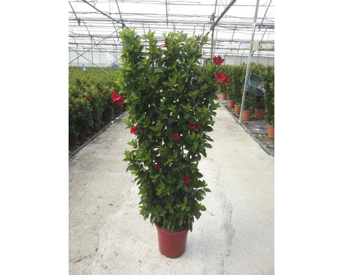 Dipladenia im Topf mit Rankhilfe und roten Blüten