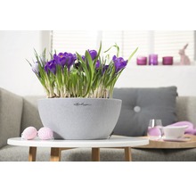 Dekorative Krokusse in einem grauen Pflanzgefäß auf einem Tisch