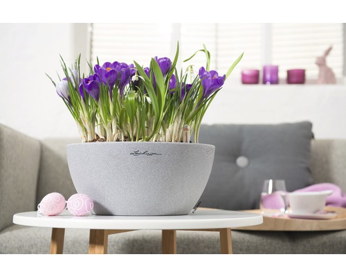 Dekorative Krokusse in einem grauen Pflanzgefäß auf einem Tisch
