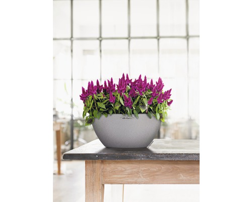 Celosia-Blumen in einem grauen Lechuza Pflanzgefäß auf einem Holztisch