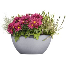 Blumenarrangement im Pflanzgefäss