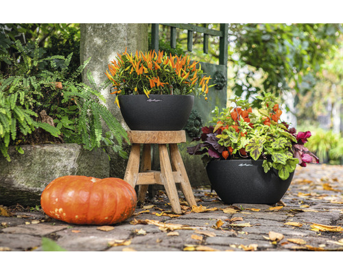 Scène avec deux jardinières plantées de fleurs d''automne et une décoration de citrouille à l''extérieur