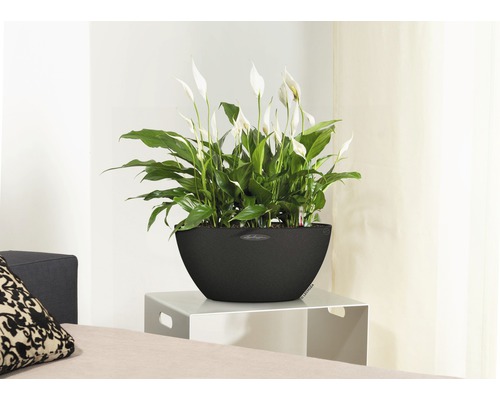 Fleur de lune dans un pot de fleurs