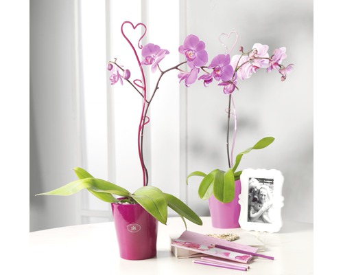 Deux orchidées Phalaenopsis en pot avec des tuteurs en forme de cœur