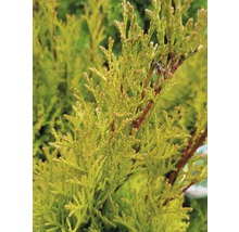 Nahaufnahme einer Thuja Pflanze