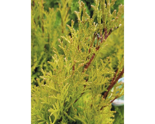 Nahaufnahme einer Thuja Pflanze