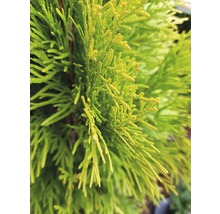 Nahaufnahme von Thuja-Zweigen