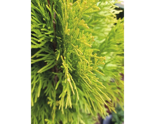 Nahaufnahme von Thuja-Zweigen