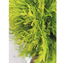 Nahaufnahme von Thuja-Zypresse