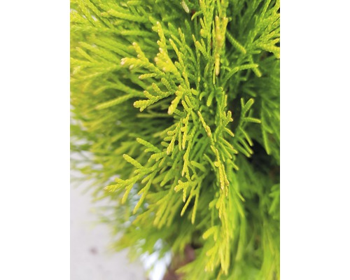 Nahaufnahme von Thuja-Zypresse