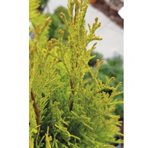 Nahaufnahme einer Thuja-Pflanze im Garten.
