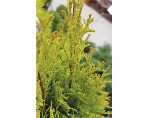 Nahaufnahme einer Thuja-Pflanze im Garten.