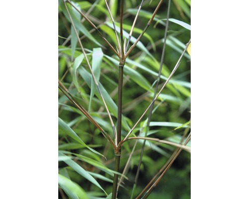 Bambou 'Asian Wonder' FloraSelf Fargesia 'Asian Wonder' h 60-80 cm Co 6 l