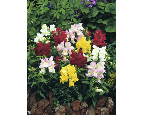 Parterre de gueules-de-loup colorées avec différentes couleurs de fleurs