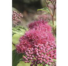Spirée du Japon FloraSelf Spiraea japonica 'Superstar' H 30-40 cm Co 4 L