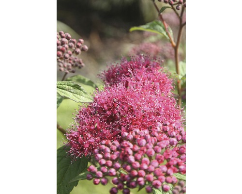 Gros plan d''une spirée en fleurs avec des fleurs et des feuilles