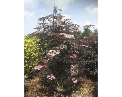 Holunderbaum mit Blüte im Topf