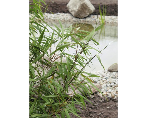 Bambou 'Asian Wonder' FloraSelf Fargesia 'Asian Wonder' h 80-100 cm Co 10 l Plante de bambou au bord d''un bassin de jardin avec des pierres et du gravier