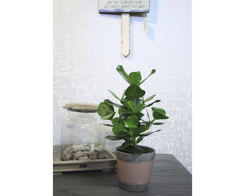 Plante d''intérieur en pot sur une table, à côté d''un récipient en verre avec des morceaux de bois