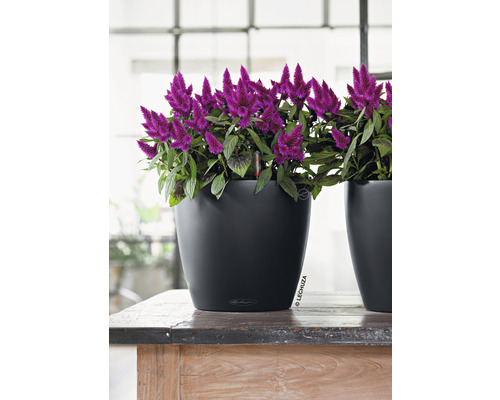 Plante d''intérieur décorative dans un pot noir sur une table en bois