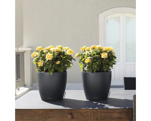 Deux pots de fleurs noirs avec des roses jaunes sur une table à l''extérieur.