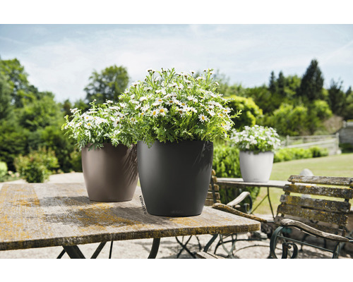 Trois pots de fleurs avec des marguerites sur une table de jardin