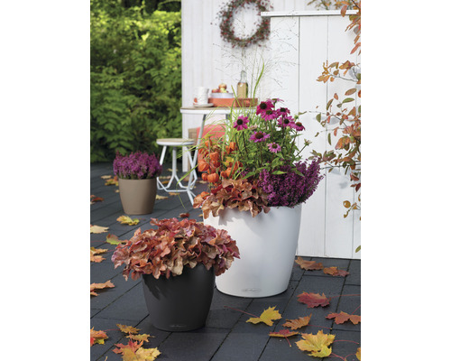 Pots de fleurs décoratifs avec des fleurs d''automne sur une terrasse