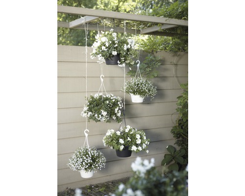 Paniers suspendus décoratifs avec des fleurs blanches, disposés sur une pergola dans le jardin.