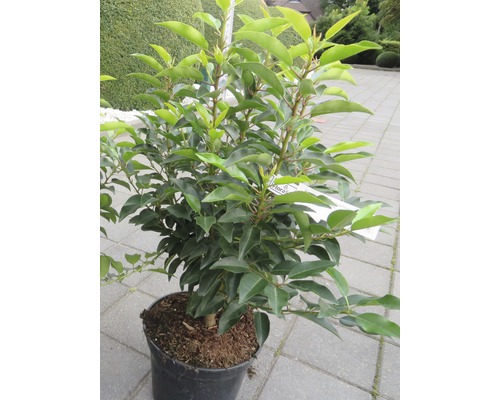 Laurier-cerise en pot pour le jardin