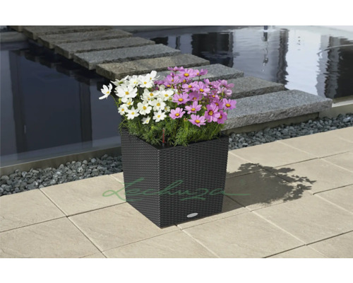 Blumenkasten mit weißen und lila Kosmeen im Aussenbereich