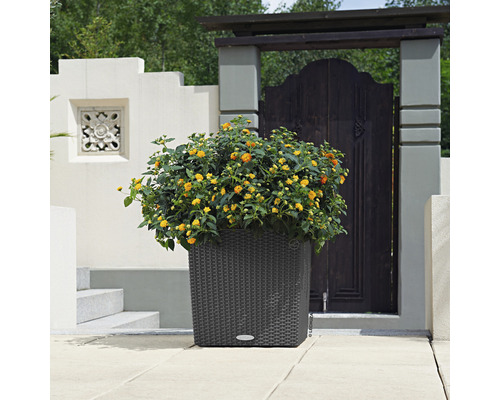 Dekorativer Pflanzkübel mit gelb blühenden Pflanzen im Aussenbereich.