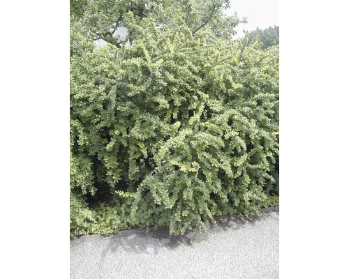Im Bild ist eine Berberitzenhecke zu sehen.