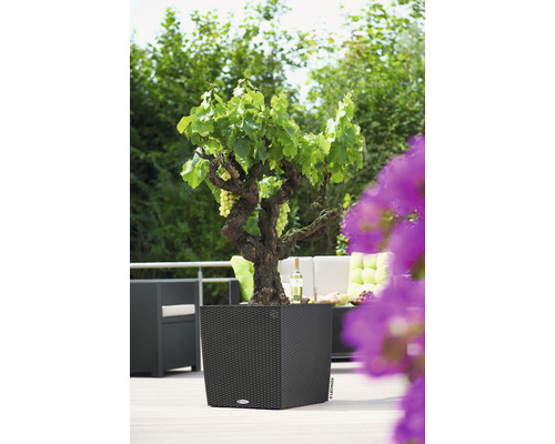 Scène extérieure avec vigne dans un bac à plantes