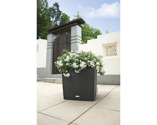 Jardinière carrée avec des fleurs blanches sur une terrasse