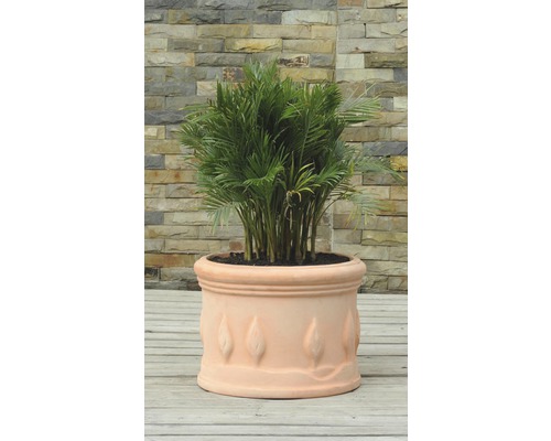 Zimmerpflanze in einem Terrakotta Pflanzgefäß