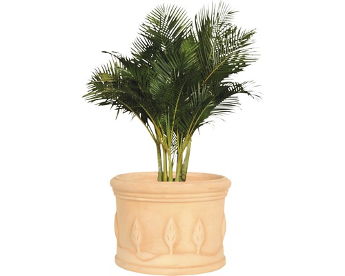 Goldfruchtpalme in einem Pflanzgefäß mit Blattmuster