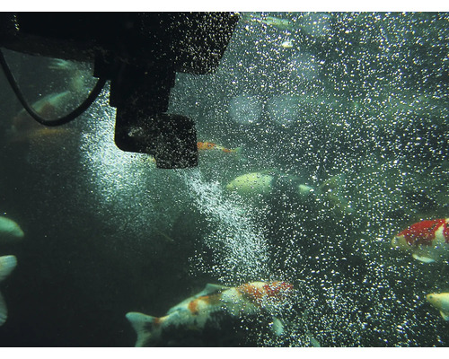 Scène de bassin avec pompe de bassin et koïs dans l''eau