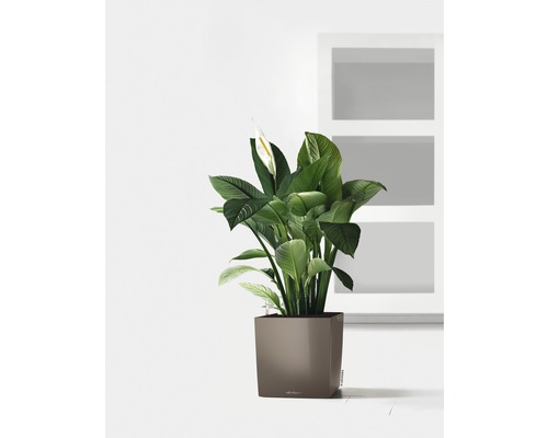 Fleur de lune dans un pot de fleurs