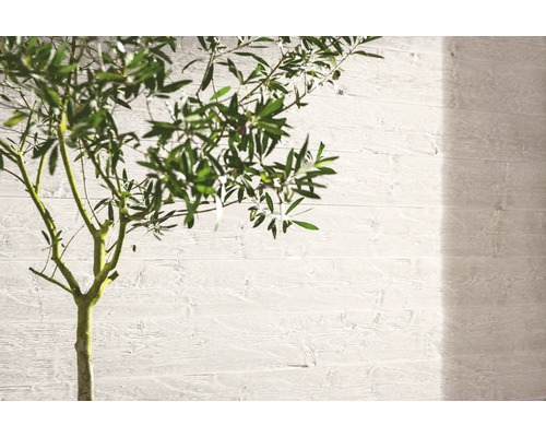 Gros plan d''un olivier devant un mur avec des panneaux en bois