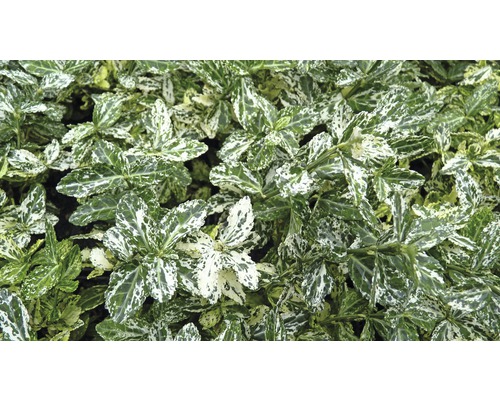 Immergrüner Spindelstrauch mit gemusterten Blättern