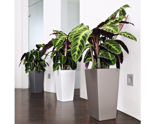 Drei Calathea-Pflanzen in grauen, weißen und beigen Pflanzgefäßen in einem Innenraum