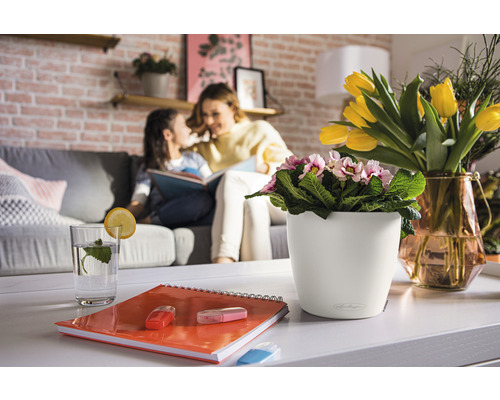 Décoration intérieure d''un salon avec un pot de fleurs contenant des primevères en fleurs, un vase avec des tulipes, un verre d''eau et un carnet.