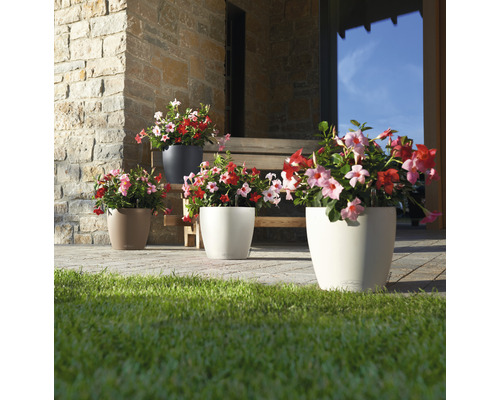 Scène avec quatre pots de fleurs différents et plantes Dipladenia fleuries à l''extérieur