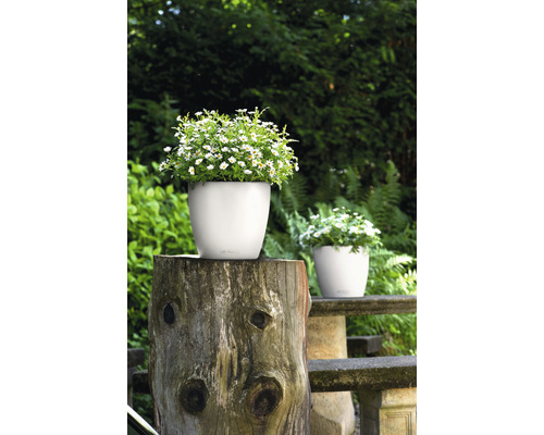 Scène avec des pots de fleurs blancs plantés dans le jardin.
