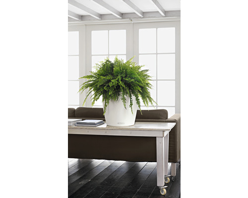 Image d''intérieur avec fougère d''intérieur dans un pot de fleurs blanc sur une table