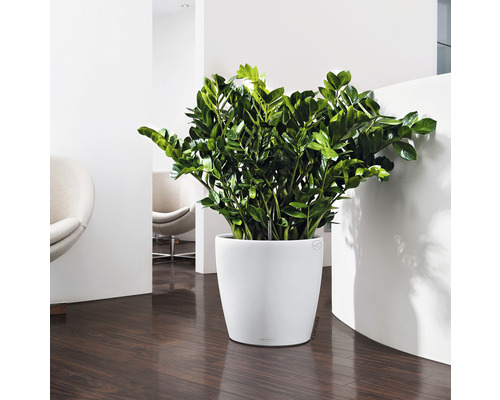 Zamioculcas dans un pot blanc dans une pièce lumineuse