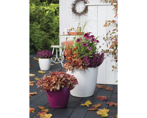 Pots de fleurs décoratifs avec des fleurs d''automne sur une terrasse.