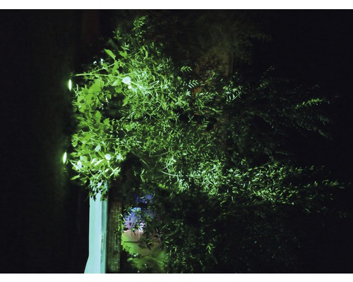 Garten mit Pflanzen und Aussenbeleuchtung in der Nacht