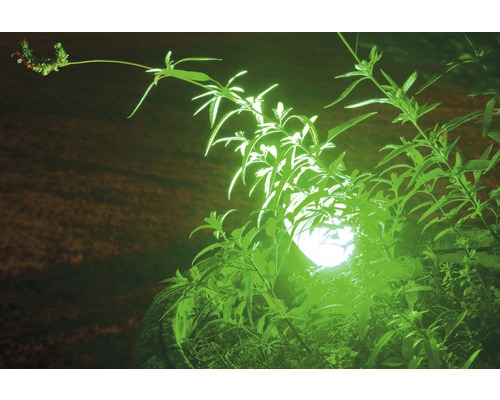 Gartenpflanze mit kugelförmiger Lampe